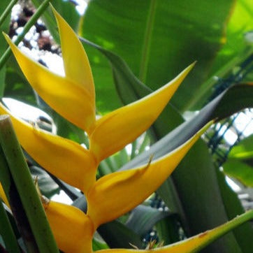 Heliconia Lobster Claw Yellow Flowering Live Plant
