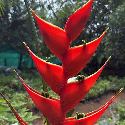 Heliconia Lobsterclaw Red flowering live plant