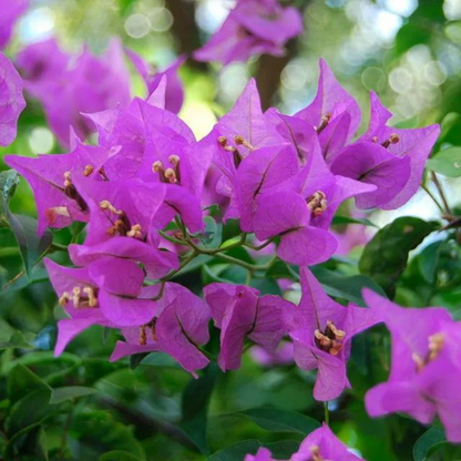 Hanging Bougainvillea Purple (Paper Flower) Flowering Live Plant