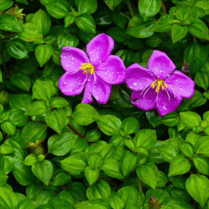 Hanging Melastoma (Tibouchina) Flowering Live Plant