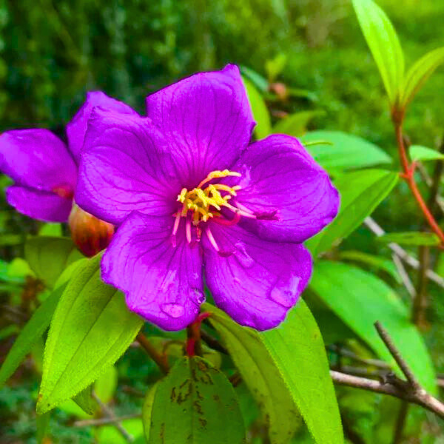 Hanging Melastoma (Tibouchina) Flowering Live Plant