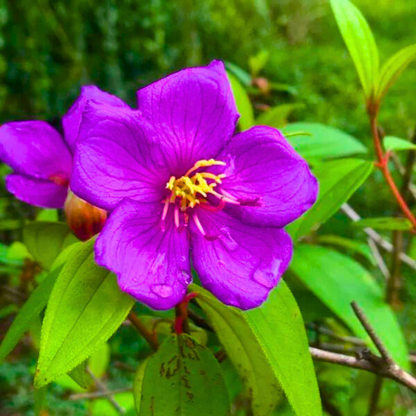 Hanging Melastoma (Tibouchina) Flowering Live Plant
