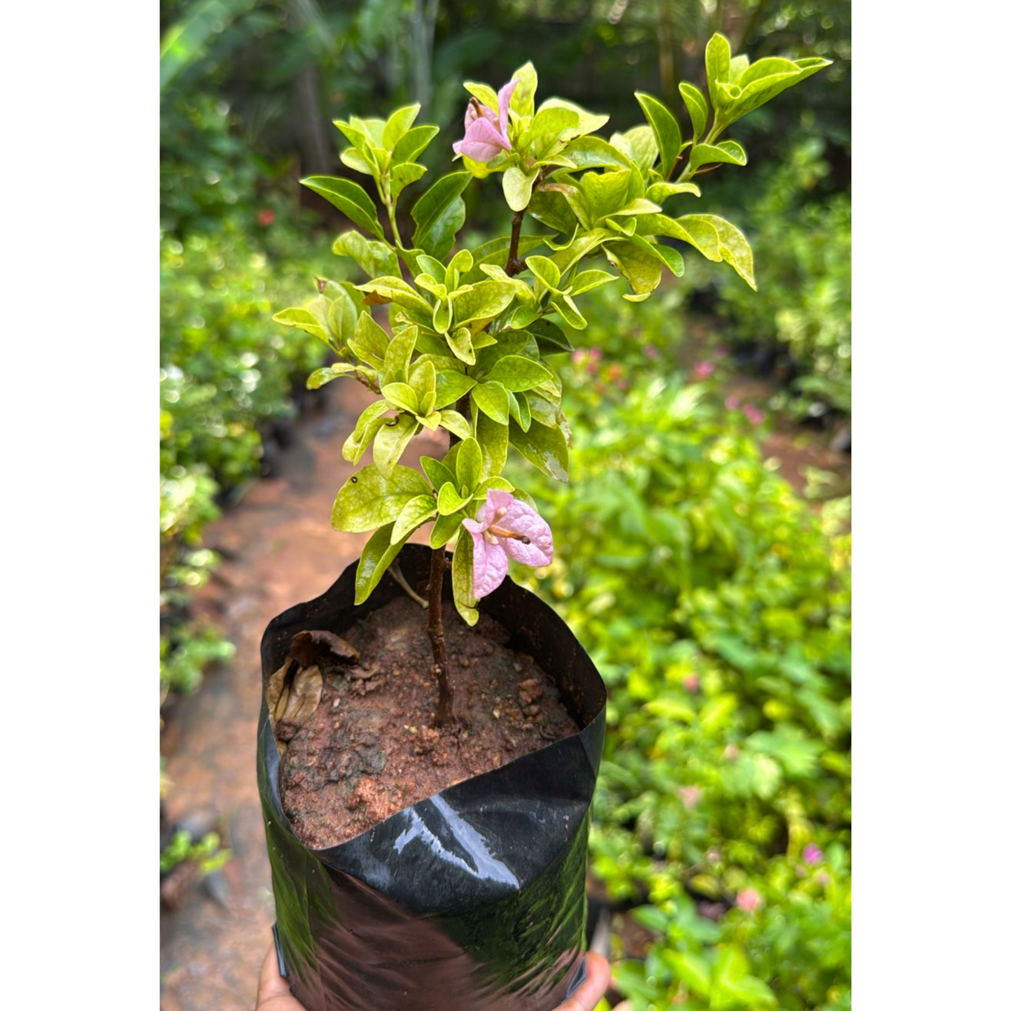 Hanging Bougainvillea Purple (Paper Flower) Flowering Live Plant