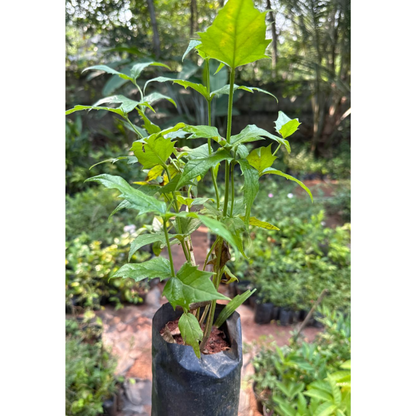 Harsringar (Pavizhamalli) Flowering Live Plant