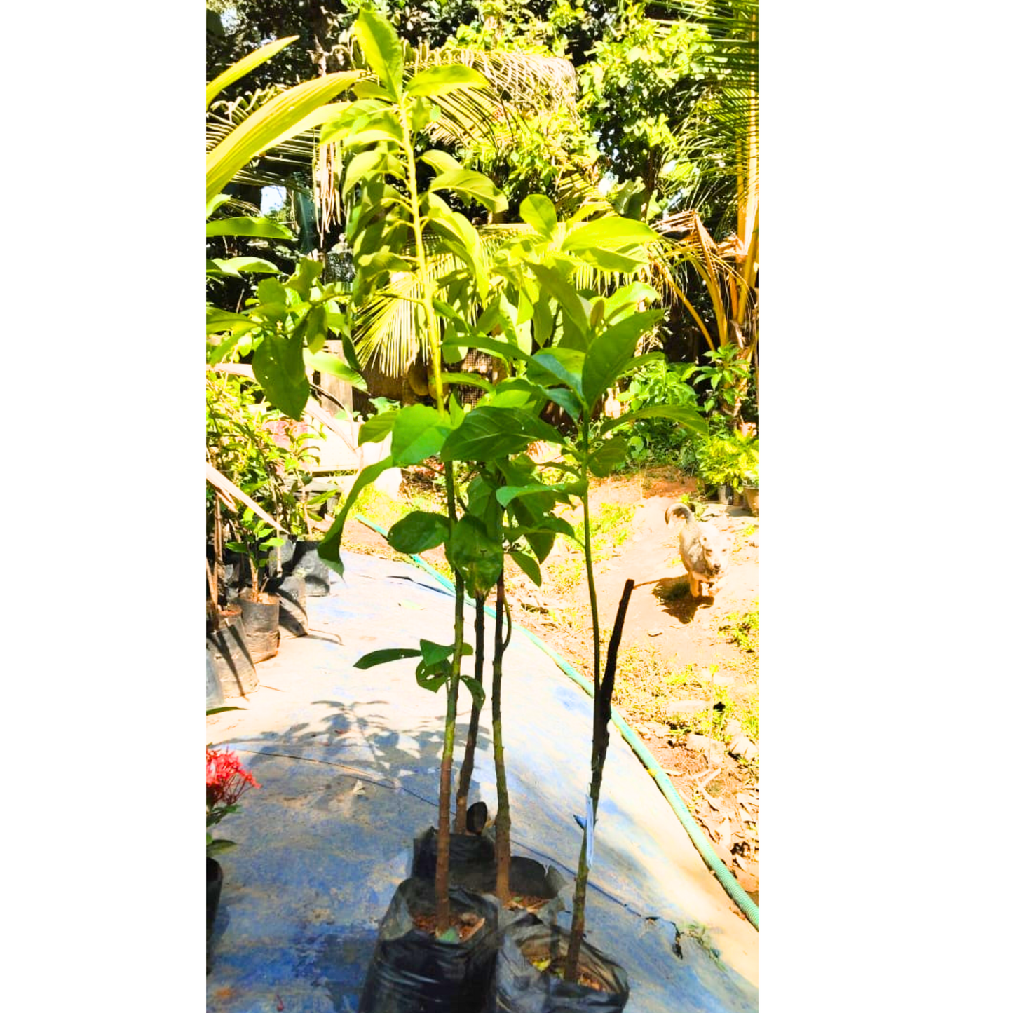 Hass Avocado (Persea americana 'Hass') Grafted Live Plant