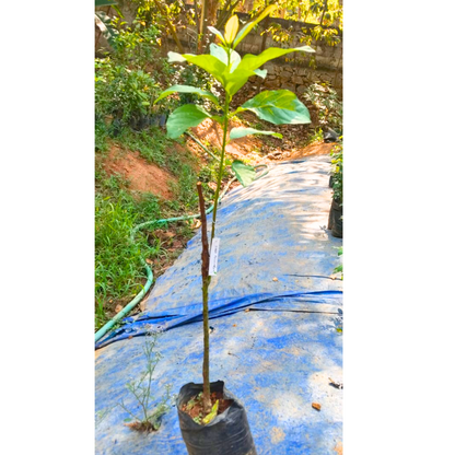 Hass Avocado (Persea americana 'Hass') Grafted Live Plant