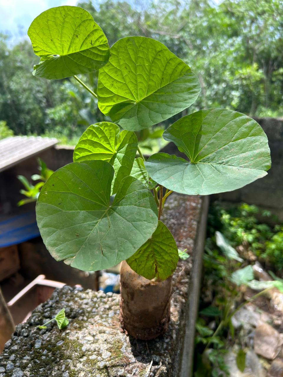 Hawaiian Bell Sunset Vine (Stictocardia Beraviensis) All Time Flowering Live Plant