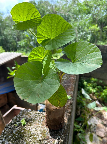 Hawaiian Bell Sunset Vine (Stictocardia Beraviensis) All Time Flowering Live Plant