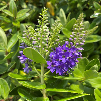 Rare Hebe Speciosa Blue Flowering Live Plant