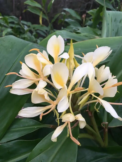 Hedychium Yellow Highly Fragrant All Time Flowering Rare Live Plant