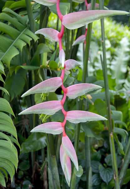 Heliconia chartacea Sexy Pink Flowering Live Plant