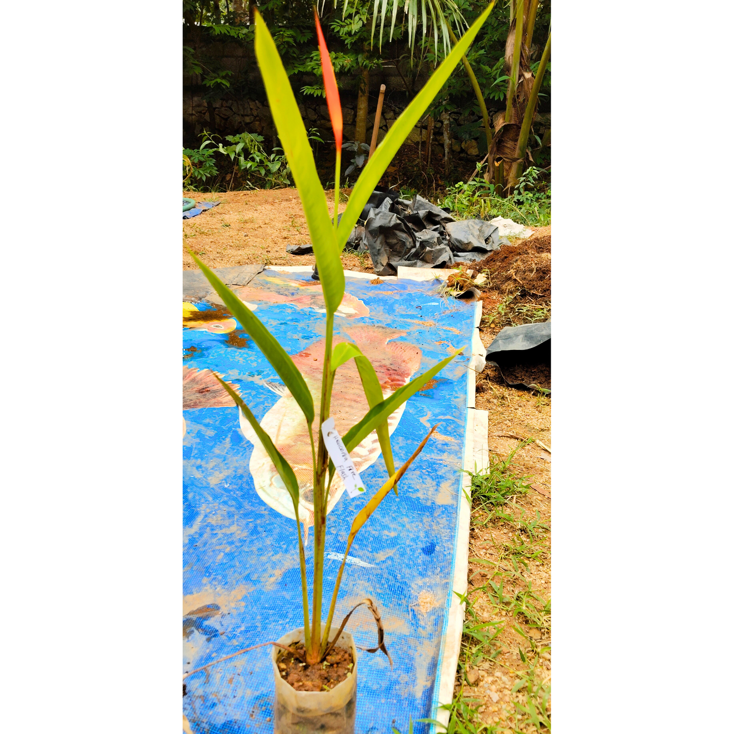 Heliconia Fire Flash (Heliconia densiflora) Flowering Live Plant