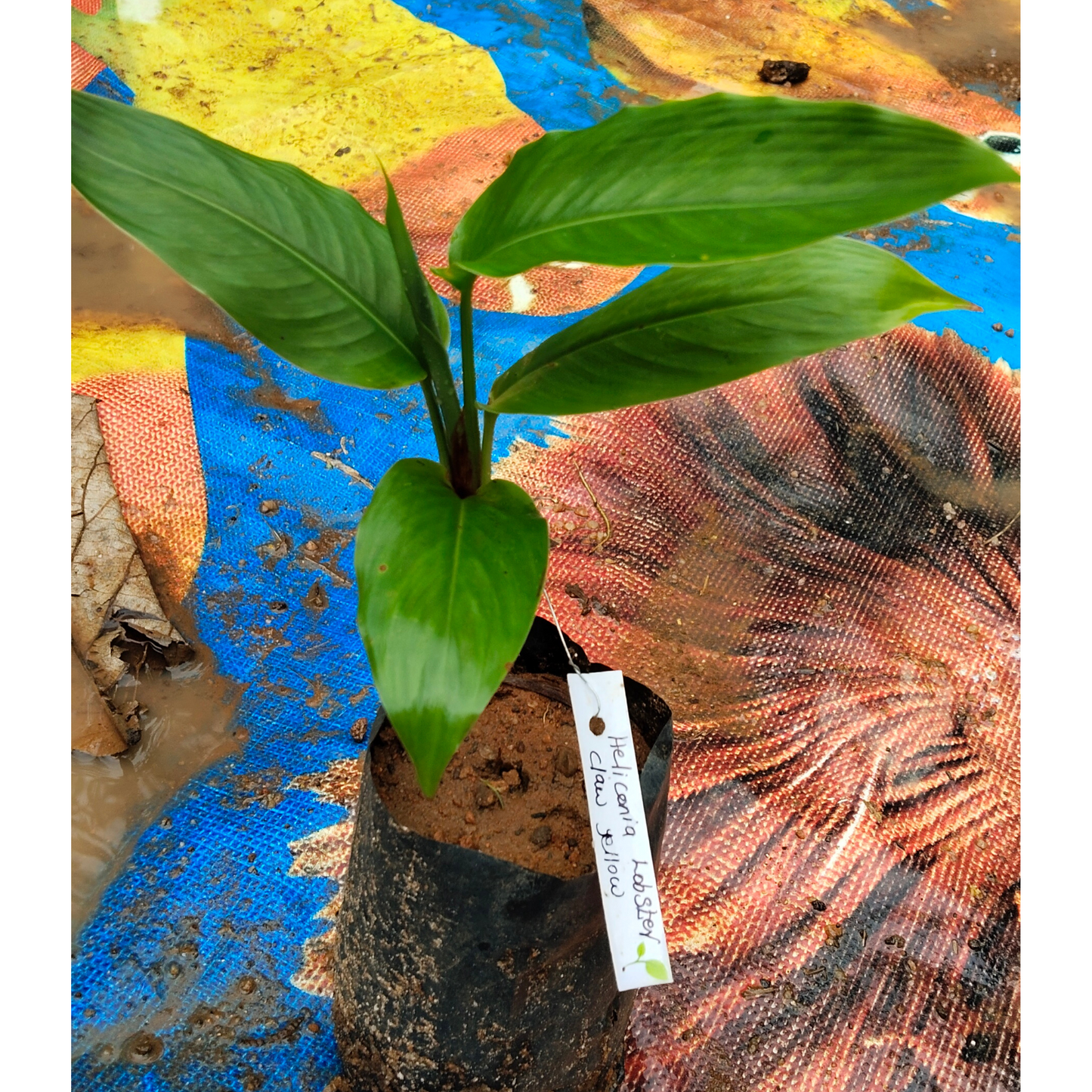 Heliconia Lobster Claw Yellow Flowering Live Plant