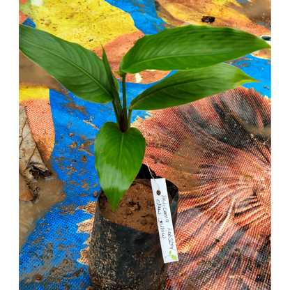 Heliconia Lobster Claw Yellow Flowering Live Plant