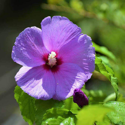 Purple Hibiscus Live Plant with Buds