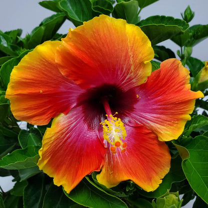 Fiesta Hibiscus All Time Flowering Live Plant with Flower