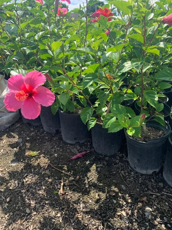 Hibiscus Pink Hybrid All Time Flowering Live Plant