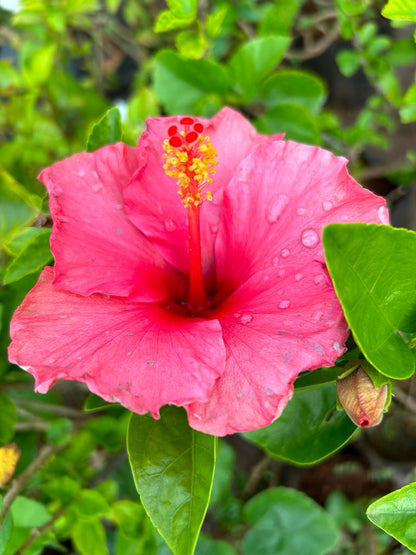 Hibiscus Pink Hybrid All Time Flowering Live Plant
