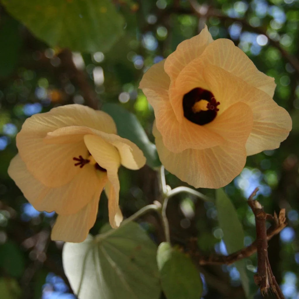 Hibiscus tiliaceus (Sea Hibiscus) Flowering Live Plant with Varigated Leaves