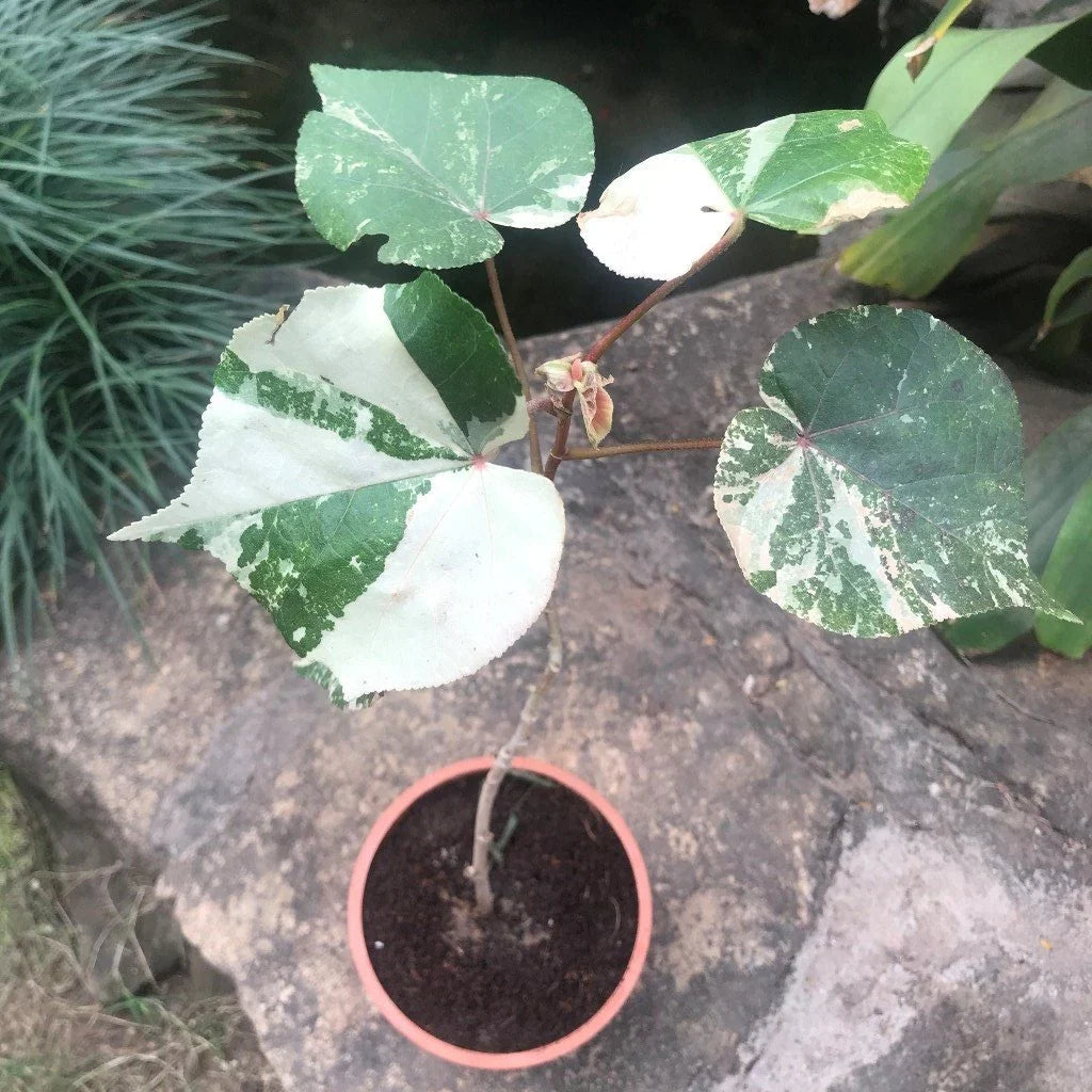 Hibiscus tiliaceus (Sea Hibiscus) Flowering Live Plant with Varigated Leaves