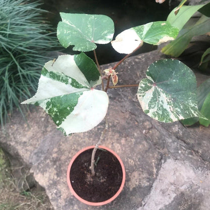 Hibiscus tiliaceus (Sea Hibiscus) Flowering Live Plant with Varigated Leaves