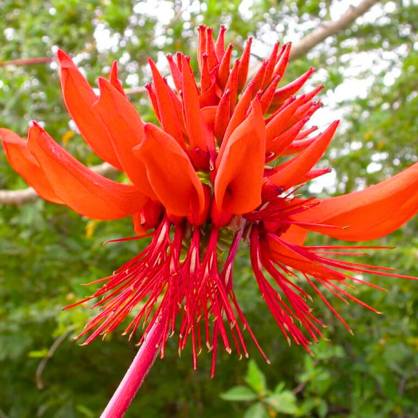 Himalayan Coral Tree (Erythrina arborescens) Flowering Live Plant