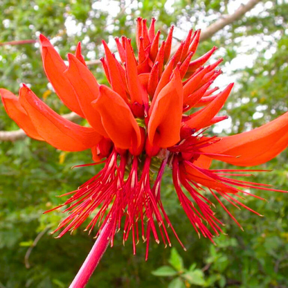 Himalayan Coral Tree (Erythrina arborescens) Flowering Live Plant
