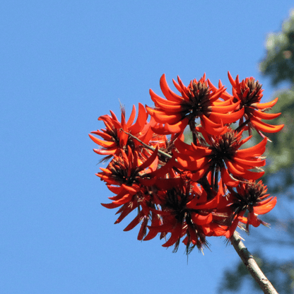 Himalayan Coral Tree (Erythrina arborescens) Flowering Live Plant