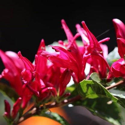 Holy Fuchsia Live Plant – Rare Exotic Flowering Plant