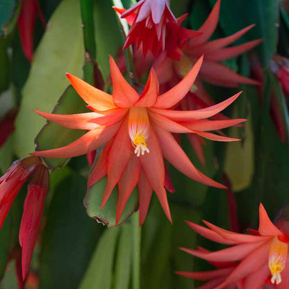 Christmas Cactus Red Live Plant