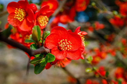Japanese Quince Red – Rare Flowering Plant