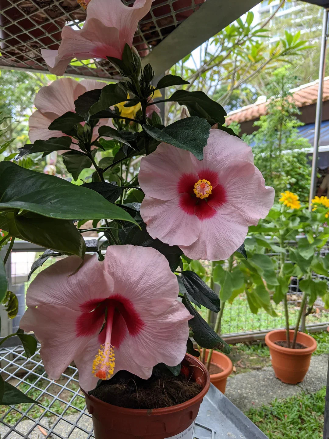 Hibiscus Pink and White Double Shade Hybrid Flowering Live Plant