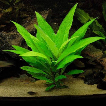 Hygrophila Corymbosa Aquarium Live Plant