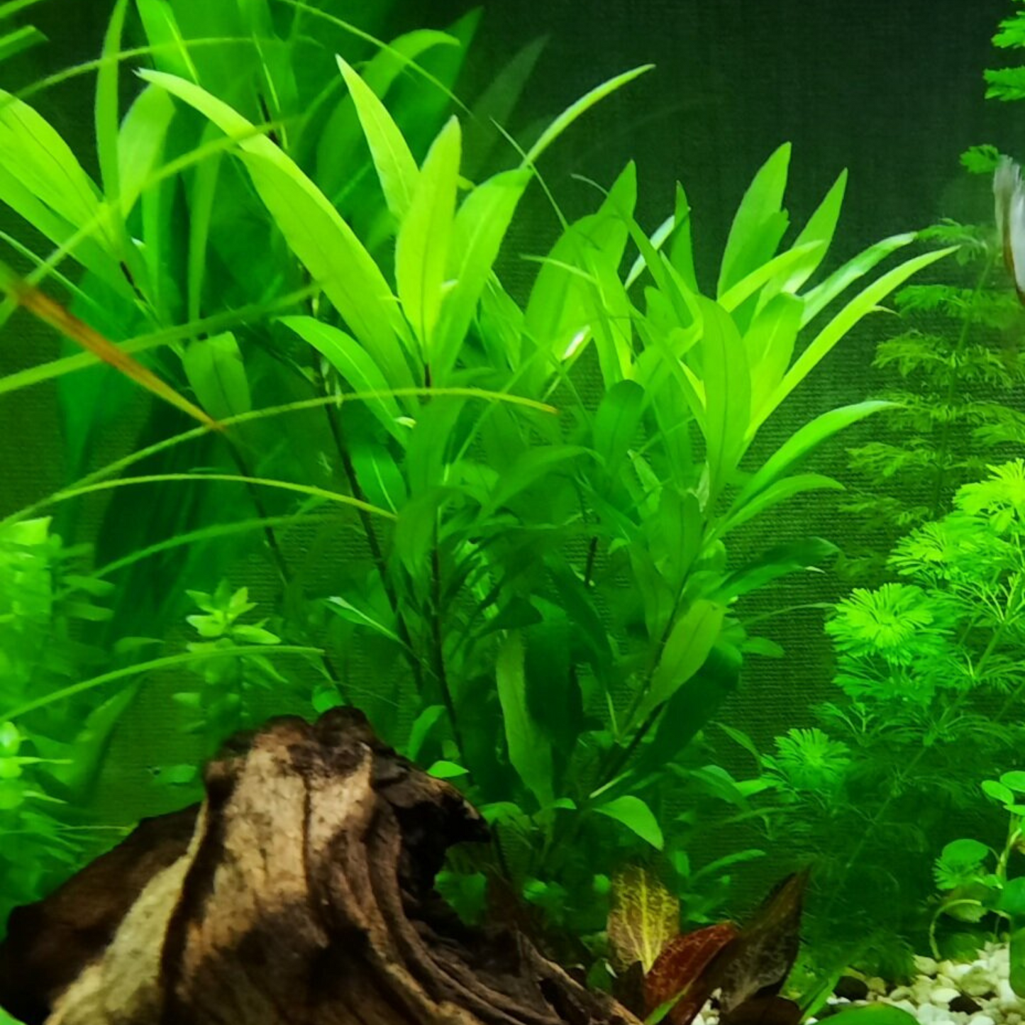 Hygrophila Corymbosa Aquarium Live Plant