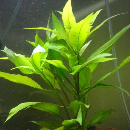Hygrophila Corymbosa Compacta Aquarium Live Plant