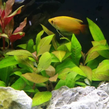 Hygrophila Corymbosa Compacta Aquarium Live Plant