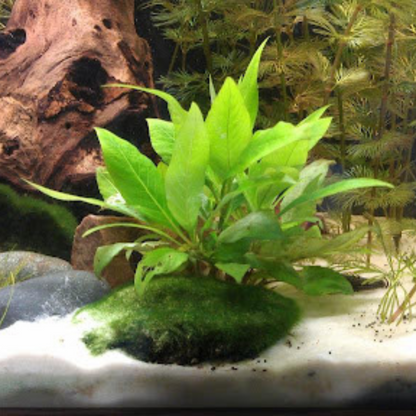 Hygrophila Corymbosa Compacta Aquarium Live Plant