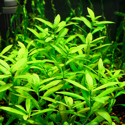 Hygrophila Polysperma Green Aquarium Live Plant