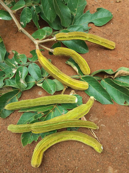 Ice Cream Bean Live Plant (Inga Edulis)
