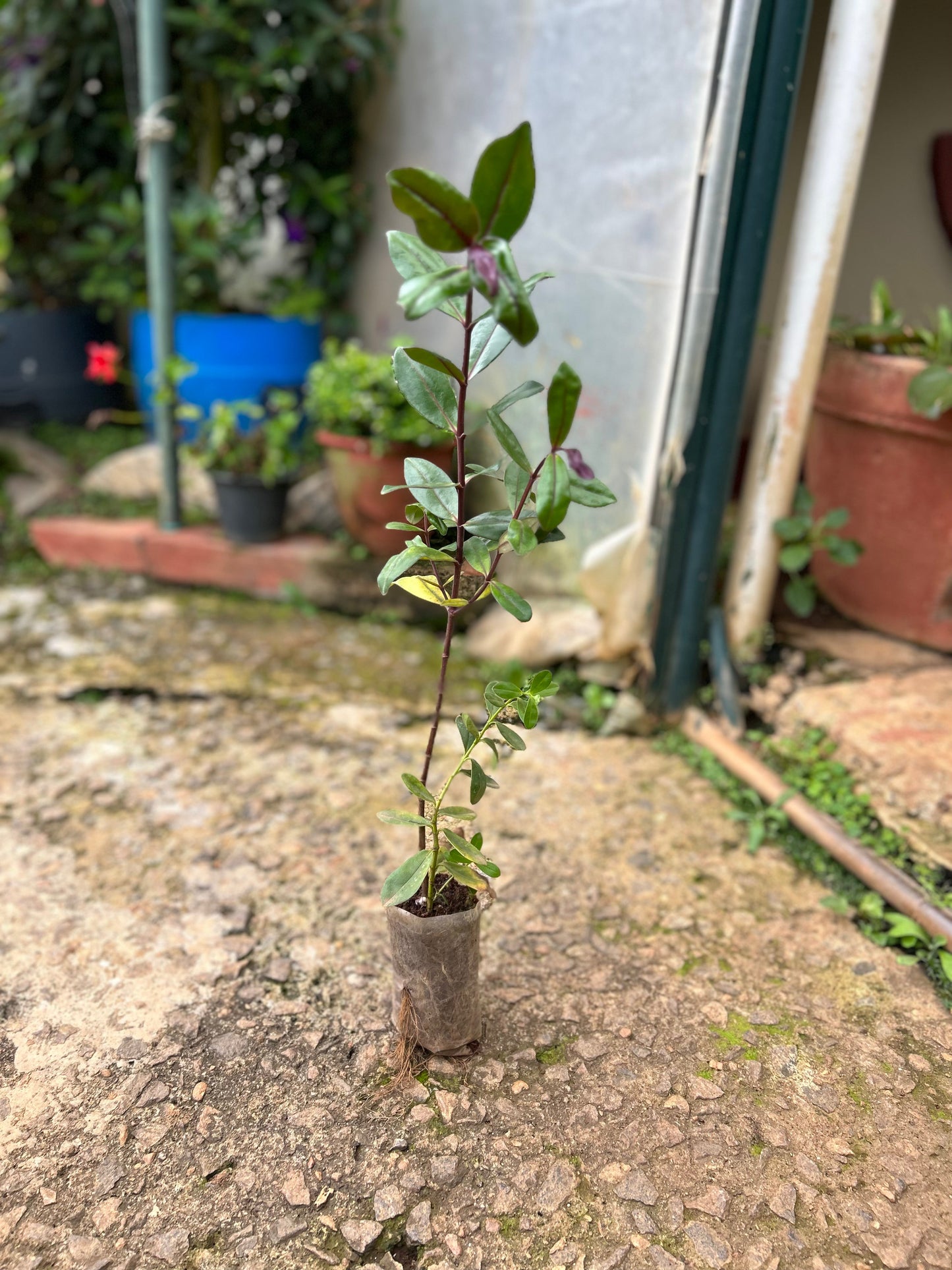 Rare Hebe Speciosa Magenta Flowering Live Plant