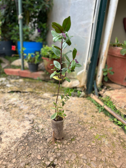Rare Hebe Speciosa Magenta Flowering Live Plant