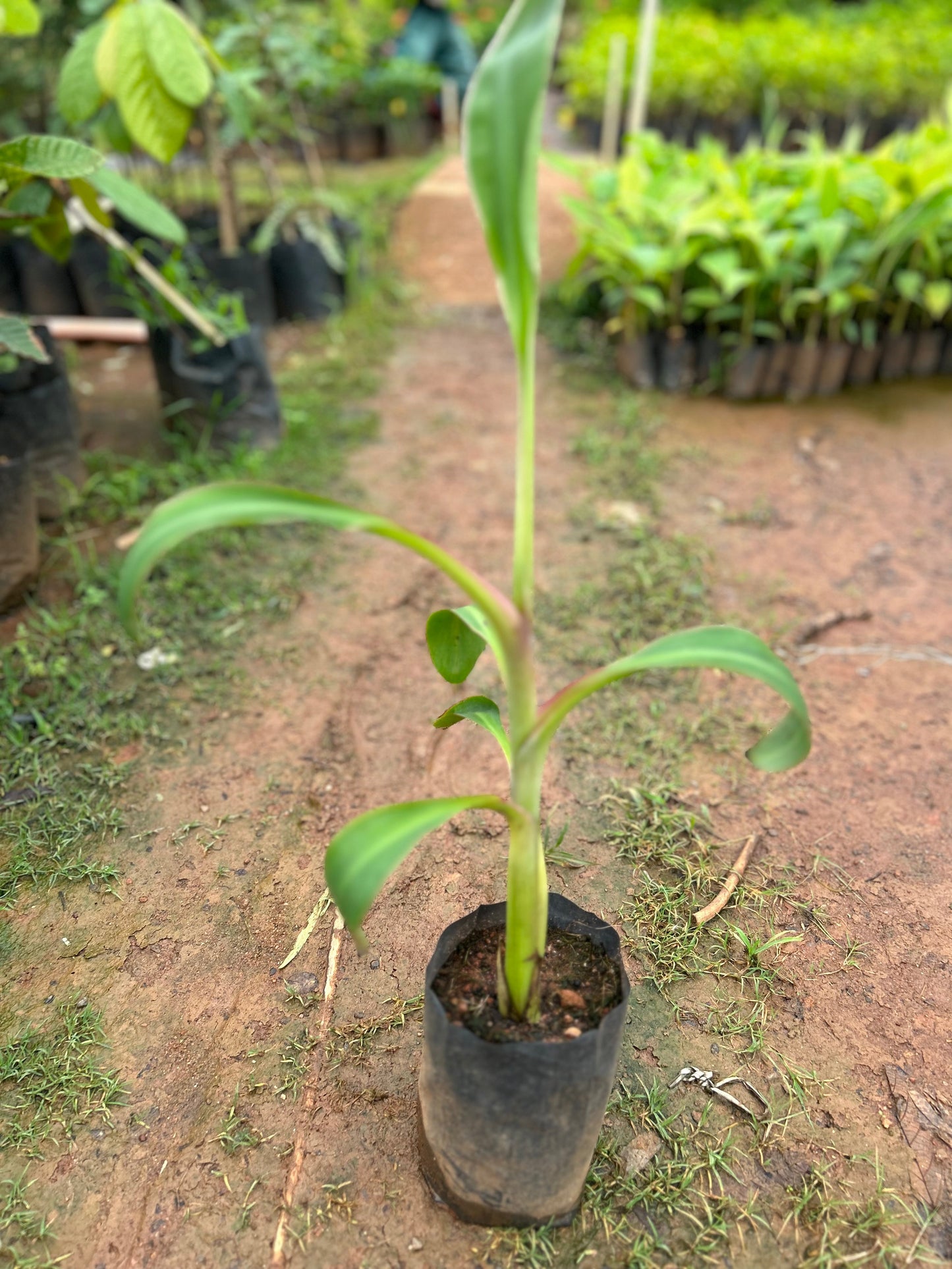 Musa velutina (Pink Banana) Rare Live Plant