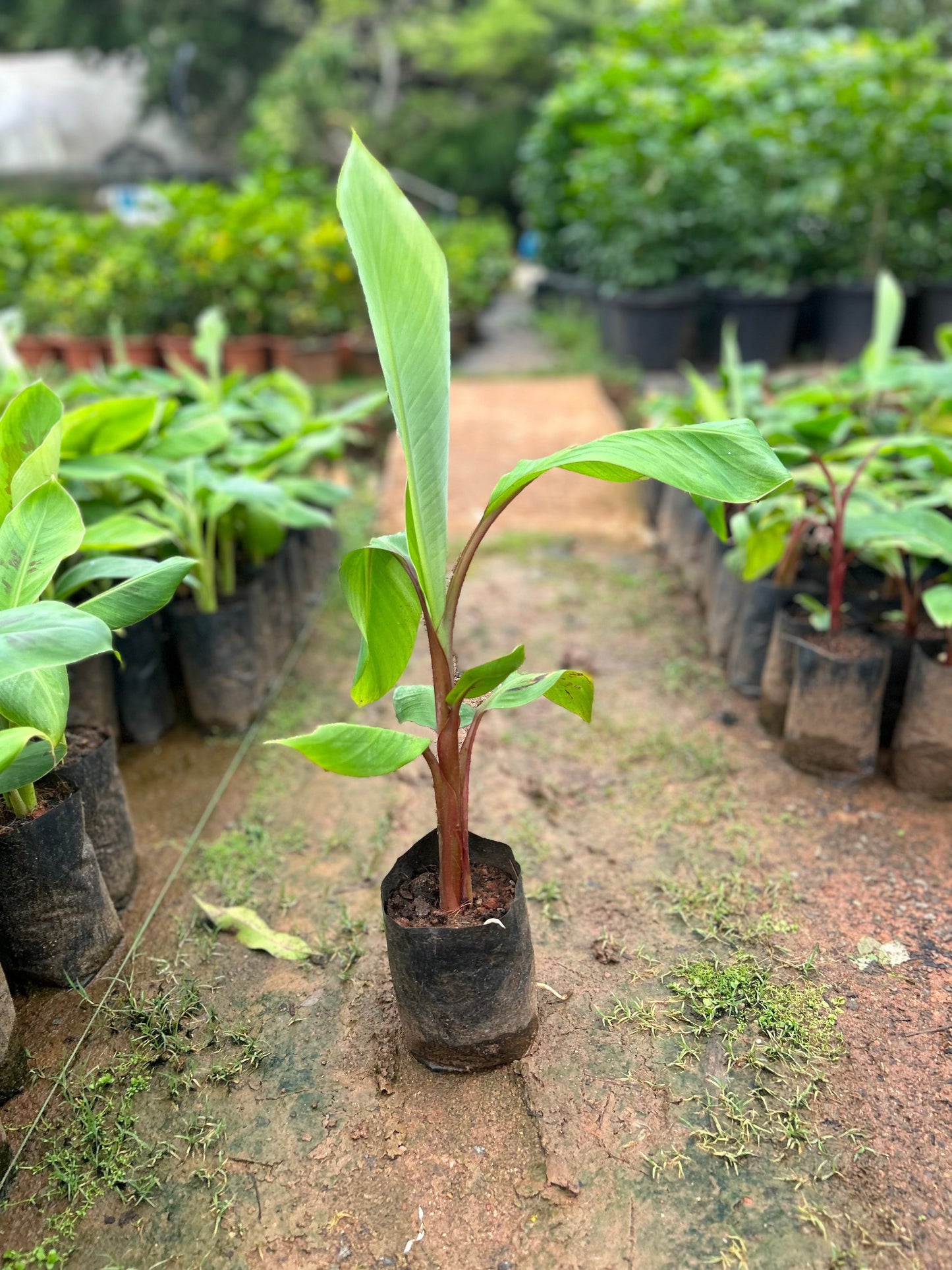 Red Banana Live Plant