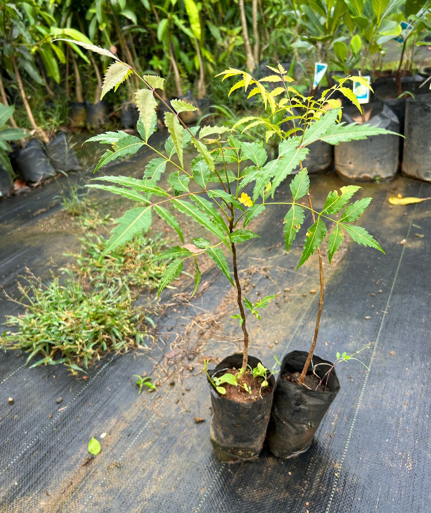 Neem (Margosa) Live Plant