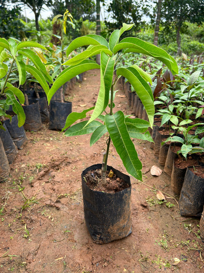 Brunei King Mango Grafted Live Plant