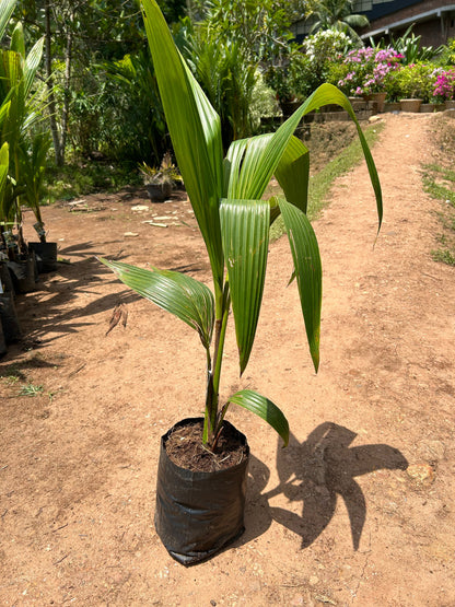 Ganga Bondam Coconut Tree Plant