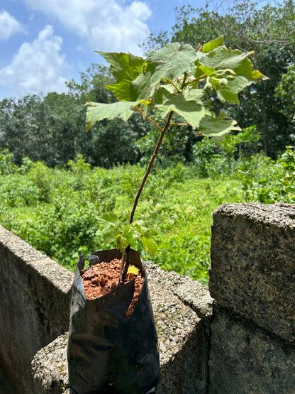 White Dombeya (Dombeya Burgessiae) Flowering Live Plant