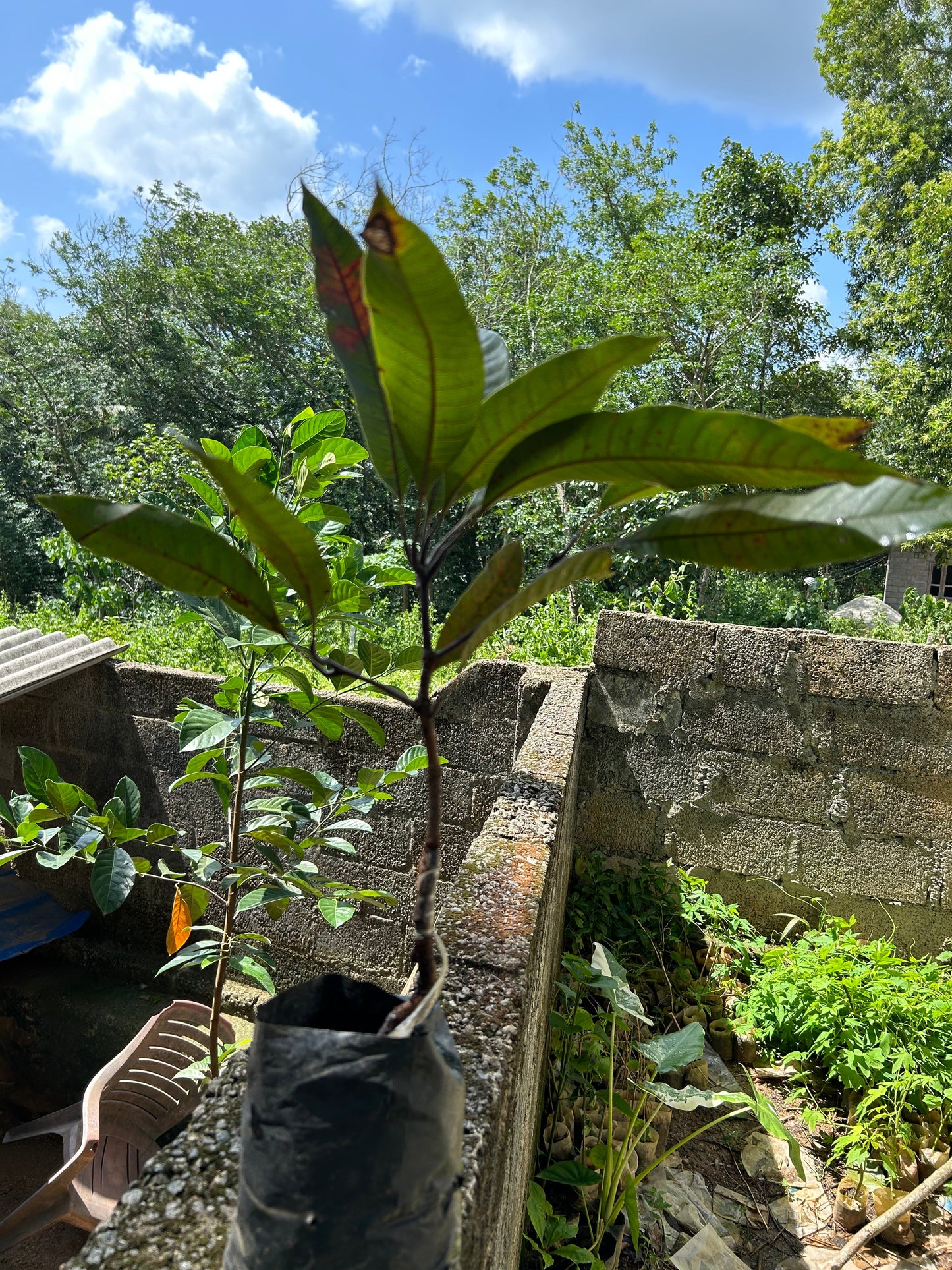 Black Stone Mango Grafted Live Plant