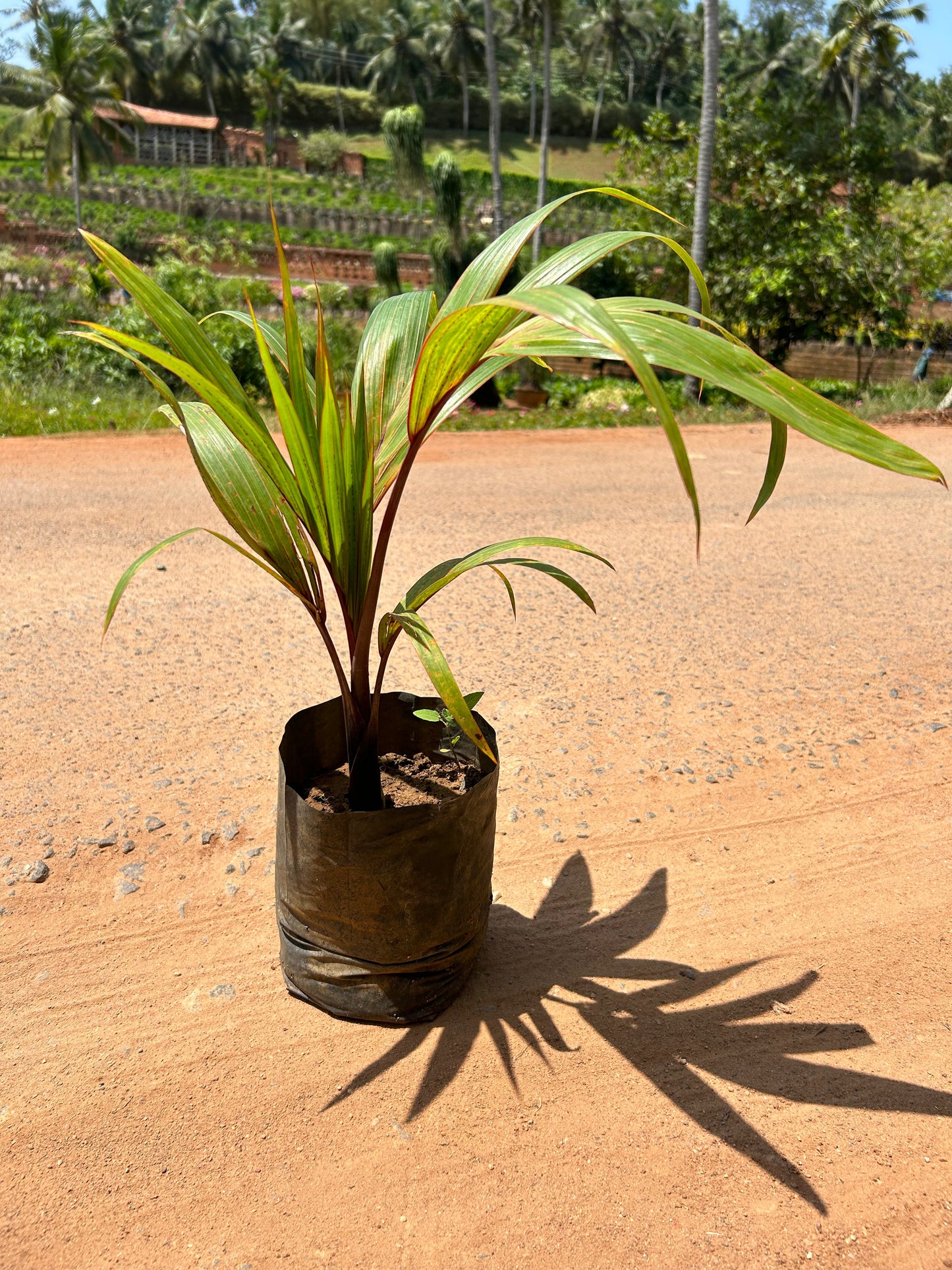 Champagne Palm Ornamental Live Plant