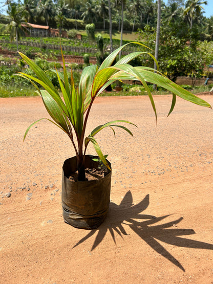 Champagne Palm Ornamental Live Plant